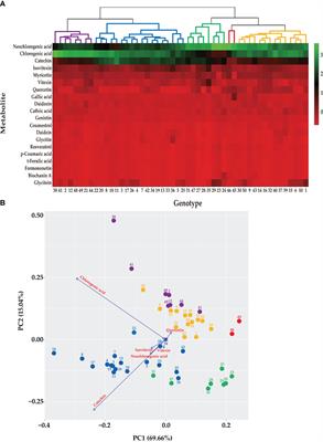 Metabolic profiling and expression analysis of key genetic factors in the biosynthetic pathways of antioxidant metabolites in mungbean sprouts